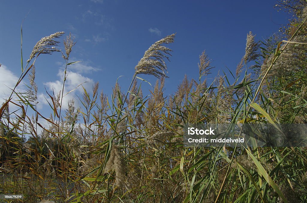 Reed nel vento - Foto stock royalty-free di Acqua