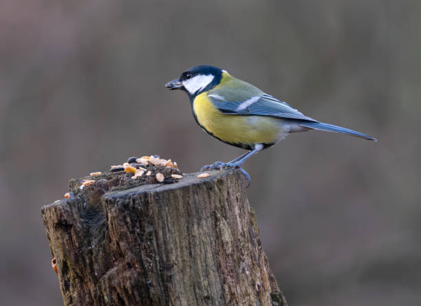 Cinciallegra eurasiatica (Cyanistes caeruleus) in un terreno di alimentazione - foto stock