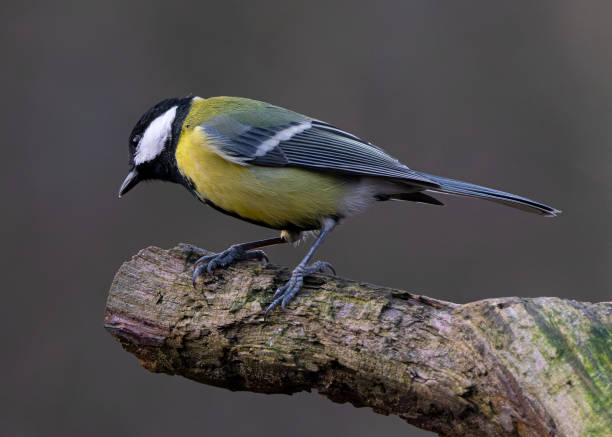 Teta azul eurasiana (Cyanistes caeruleus) em um campo de alimentação - foto de acervo