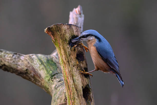 Kleiber-Männchen (Sitta europaea) auf einem Stamm – Foto