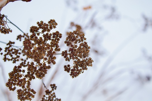 Winter dried flowers against the sky