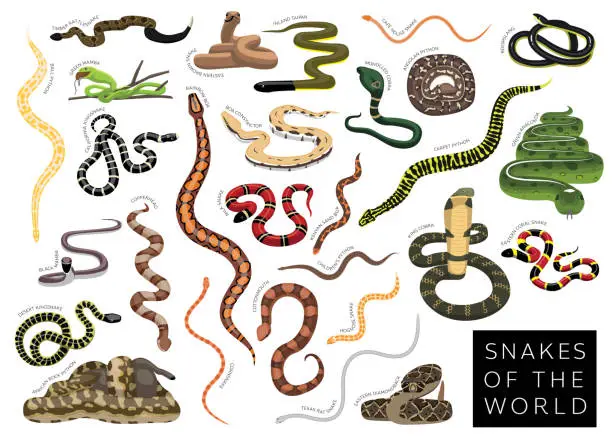 Vector illustration of Snakes of the World Set Cartoon Vector Character