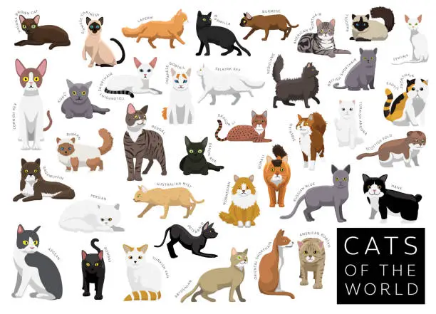 Vector illustration of Cats of the World Set Cartoon Vector Character