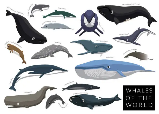 Vector illustration of Whales of the World Set Cartoon Vector Character