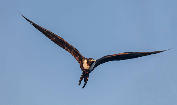 istock Female Magnificent Frigatebird (Fregata magnificens); clear, blue sky 186679959