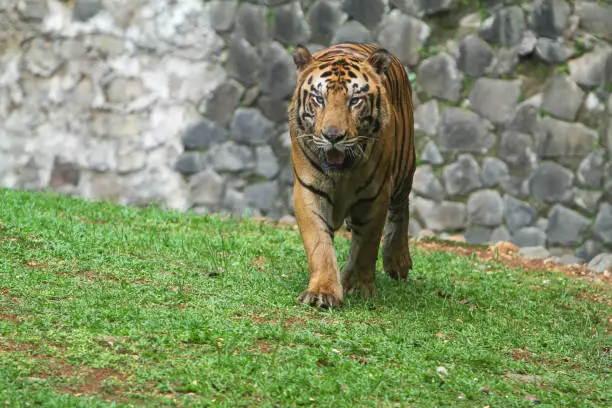 the behavior of the big cat in conservation