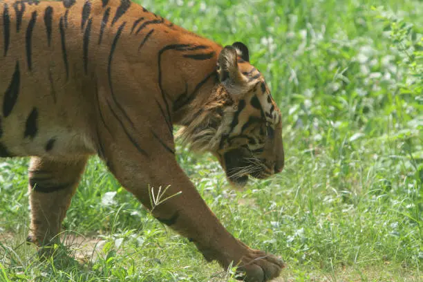 the behavior of the big cat in conservation