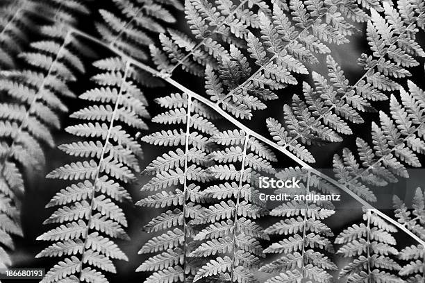 Fern Folhas - Fotografias de stock e mais imagens de Ao Ar Livre - Ao Ar Livre, Beleza natural, Caule de planta