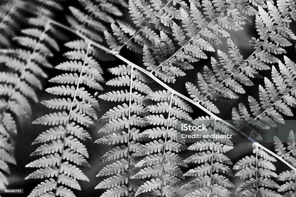 Листья папоротника - Стоковые фото Без людей роялти-фри