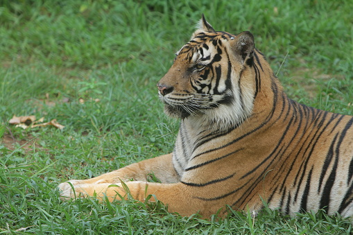 There are nine species of tiger in total, six of which are not yet extinct - and the Siberian tiger is the largest. Adult males can weigh up to 300 kilos. Unlike most other tigers, Siberian tigers live in the cold of the north.