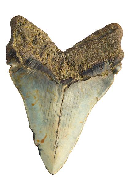 istock Megalondon fossil shark tooth. 186680433