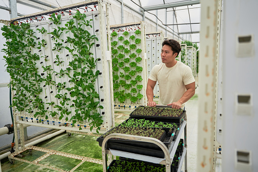 Green economy - Asian Chinese male entrepreneur of a vertical farm working with new seedlings stock photo