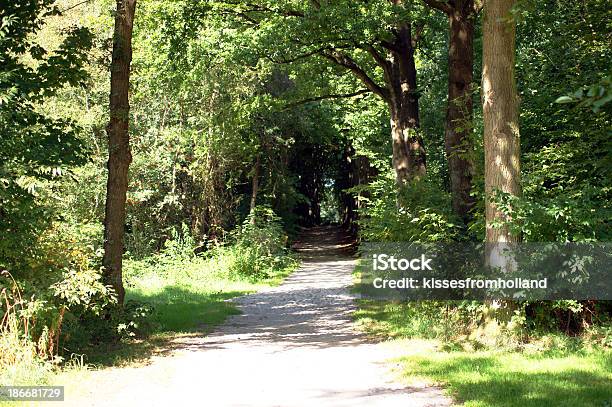 Forrest Lane Na Holanda - Fotografias de stock e mais imagens de Ao Ar Livre - Ao Ar Livre, Caminho Adiante, Cena Não Urbana