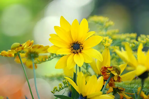 Yellow summerflowers.