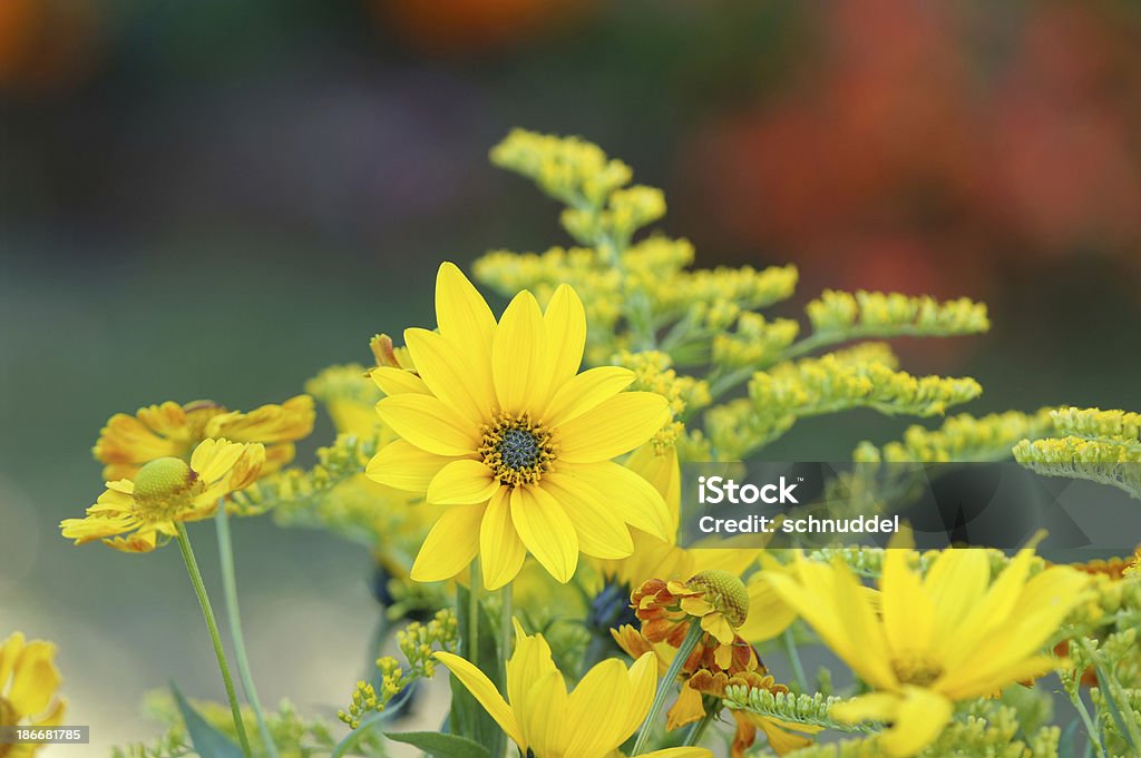 Amarillo jugo flor - Foto de stock de Amarillo - Color libre de derechos