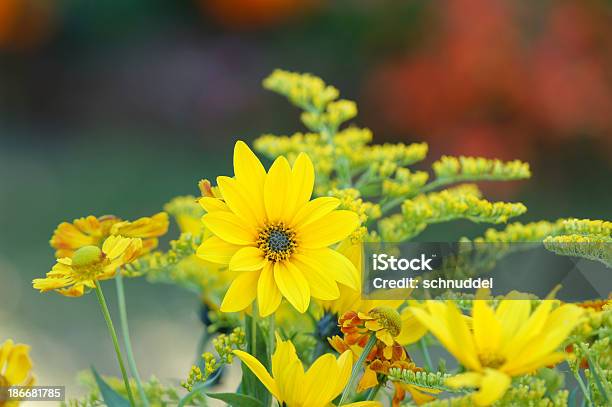 Amarillo Jugo Flor Foto de stock y más banco de imágenes de Amarillo - Color - Amarillo - Color, Botánica, Cabeza de flor