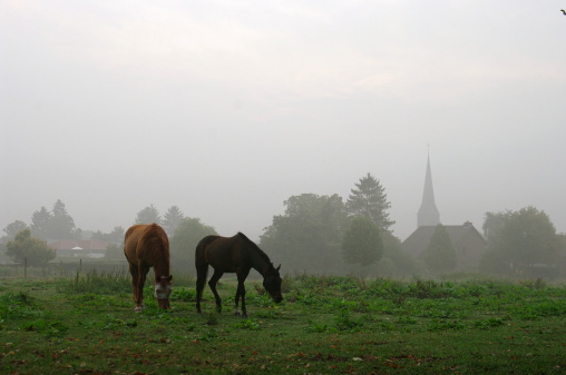 Grazing horse in morning mist with village in background