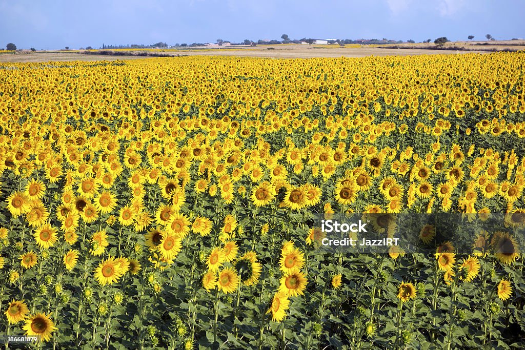 Campo de girasol - Foto de stock de Agricultura libre de derechos