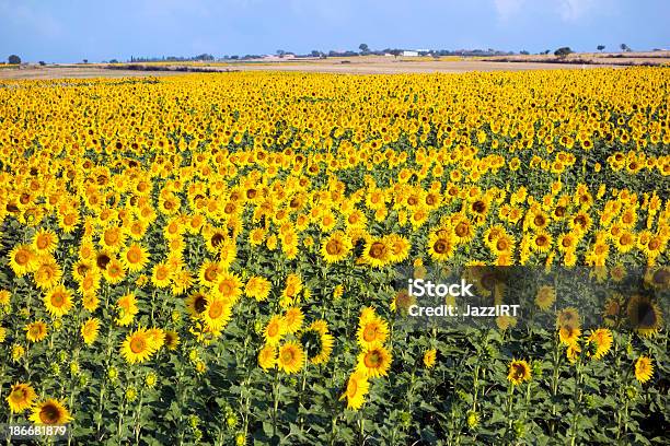 Campo De Girasol Foto de stock y más banco de imágenes de Agricultura - Agricultura, Aire libre, Amarillo - Color