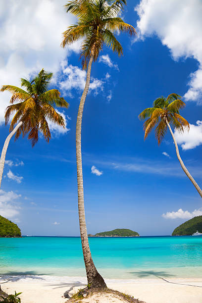 istock three palm trees overhanging a beach in Saint John, USVI 186682029