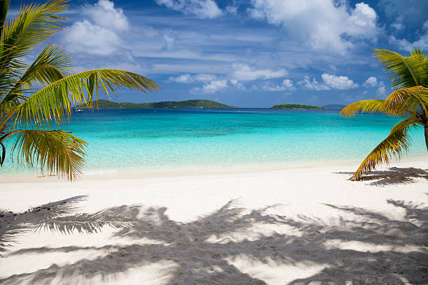 istock palm trees at Salomon Bay Beach in Saint John, USVI 186682036