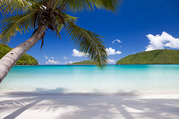 istock palm tree overhanging a beach in Saint John, USVI 186682059