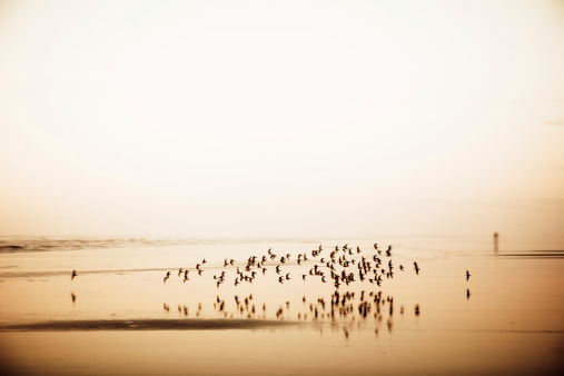 A group of birds flying along the Washington coastline at sunset.