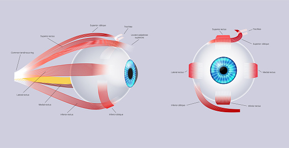 Extraocular muscles anatomy. Structure of the human eye infographic. control the movements of the eyeball and the superior eyelid. Iris, outermost, retina and sclera medical flat vector illustration
