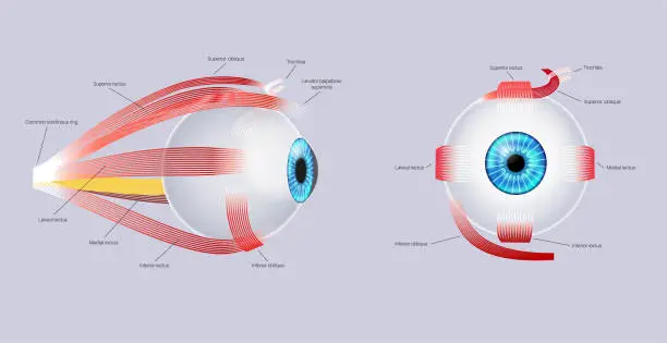 Vector illustration of Extraocular muscles anatomy