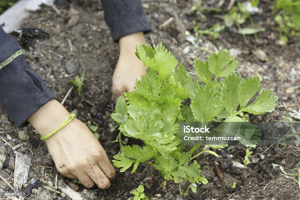 Gärtnern - Lizenzfrei Agrarbetrieb Stock-Foto