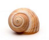 Large empty ocean snail shell on white background
