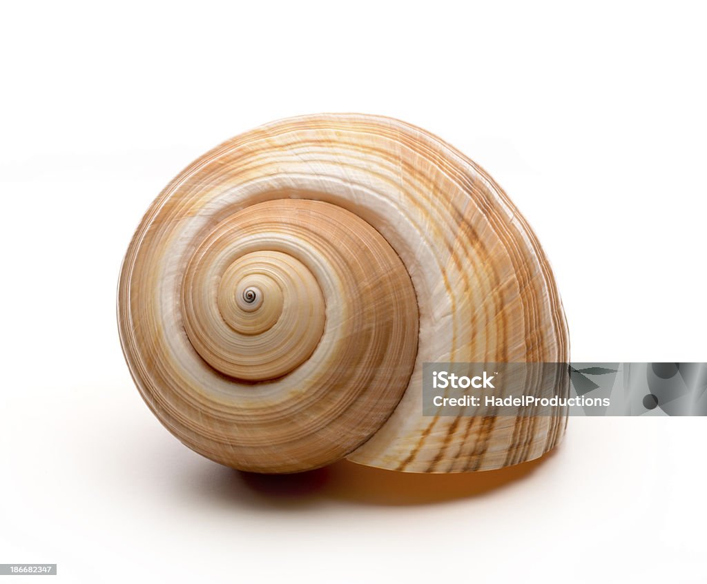 Large empty ocean snail shell on white background Large Ocean Snail Shell Snail Stock Photo
