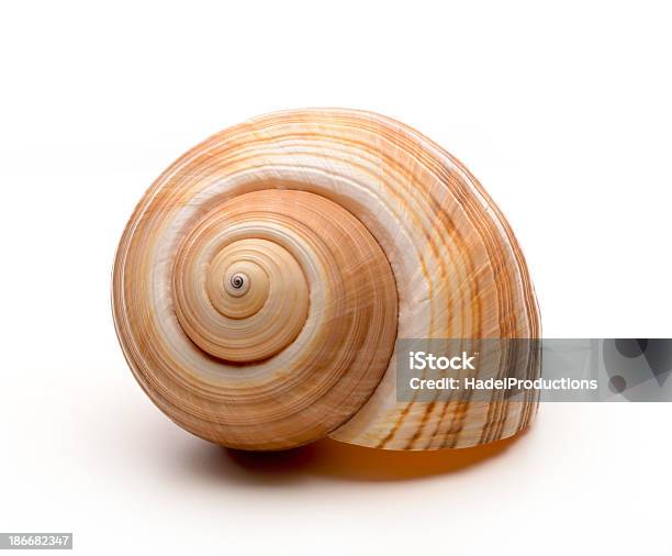 Large Empty Ocean Snail Shell On White Background Stock Photo - Download Image Now - Snail, Animal Shell, White Background