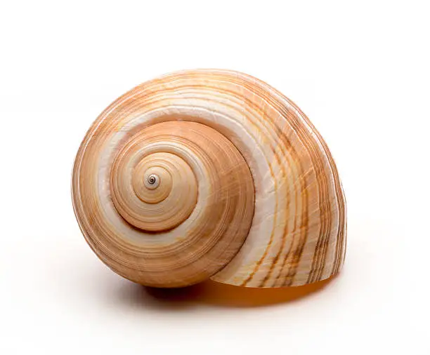 Photo of Large empty ocean snail shell on white background