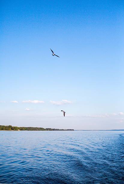 istock Blue skies and Gulls Flying over Chesapeake Bay Vertical 186682354