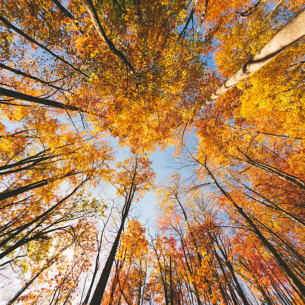 나무 in 추절 - great smoky mountains great smoky mountains national park tree group of objects 뉴스 사진 이미지