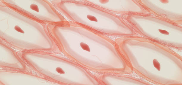ilustraciones, imágenes clip art, dibujos animados e iconos de stock de tejido epitelial, células del tejido de la piel, capas de la piel. - human tissue histology dermatology human skin