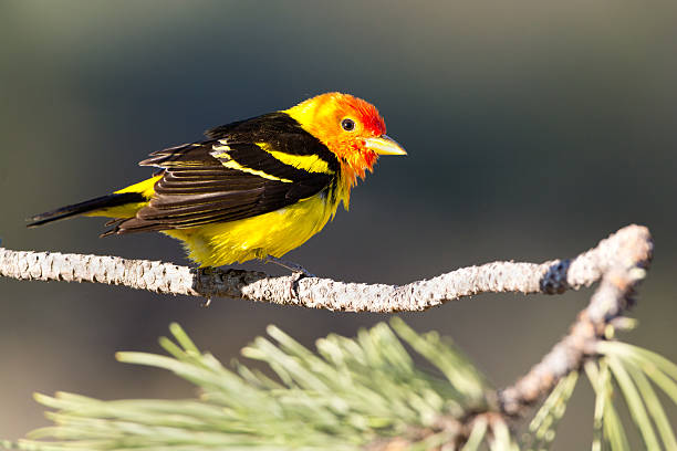 Western Tanager Western Tanager. piranga ludoviciana stock pictures, royalty-free photos & images