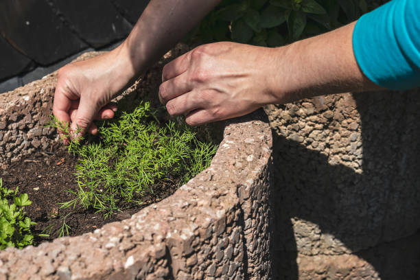 istock Hands and aromatic herbs in the garden close up 1866825737