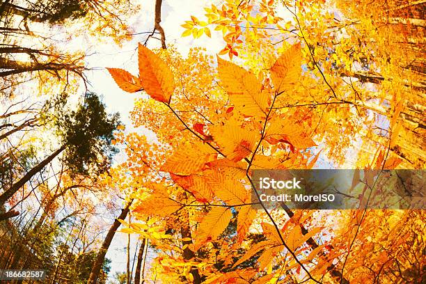 Bunte Wald Im Herbst Stockfoto und mehr Bilder von Appalachen-Region - Appalachen-Region, Ast - Pflanzenbestandteil, Aufnahme von unten