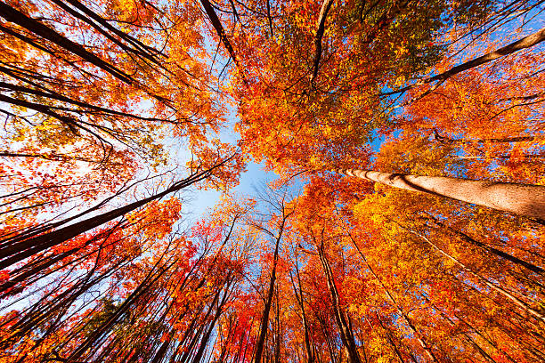 colorida floresta no outono - great smoky mountains great smoky mountains national park tree group of objects - fotografias e filmes do acervo