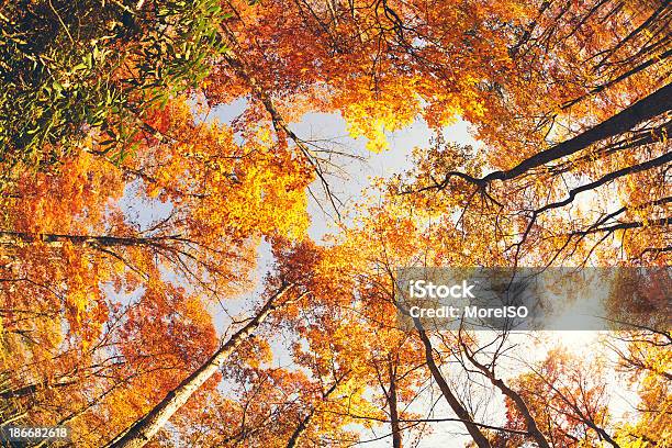 カラフルな秋の森 - まぶしいのストックフォトや画像を多数ご用意 - まぶしい, アパラチア, アメリカ南部