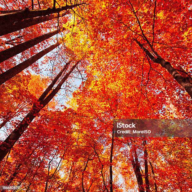 Kolorowy Las Na Jesień - zdjęcia stockowe i więcej obrazów Appalachy - Appalachy, Bez ludzi, Bezpośrednio poniżej
