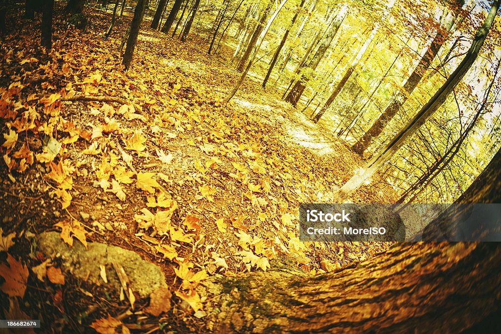 Las jesienią - Zbiór zdjęć royalty-free (Góry Great Smoky)