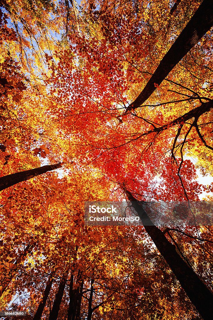 カラフルな秋の森 - まぶしいのロイヤリティフリーストックフォト