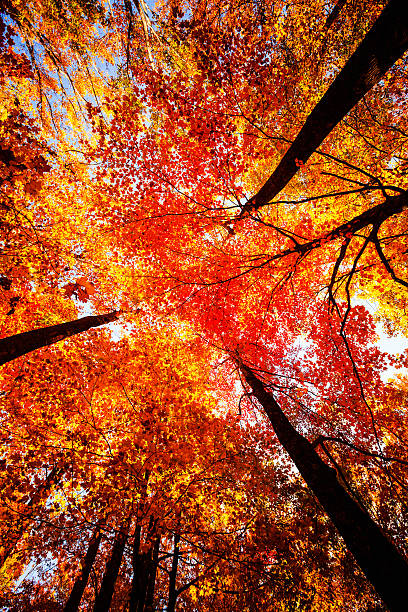 colorida floresta no outono - great smoky mountains great smoky mountains national park tree group of objects - fotografias e filmes do acervo