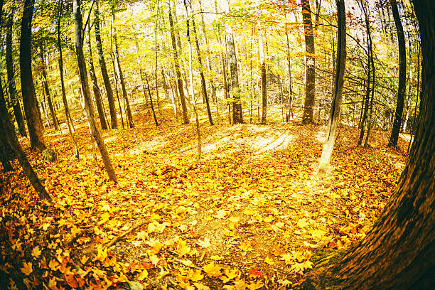 베스키드 (beskid) 산의 가을 숲 - great smoky mountains great smoky mountains national park tree group of objects 뉴스 사진 이미지