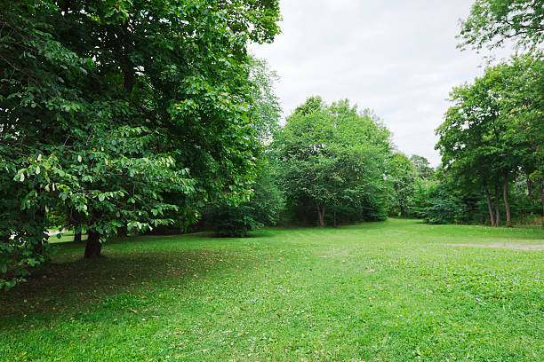 istock Green park  with large old decideous trees and shaded areas. 186682721