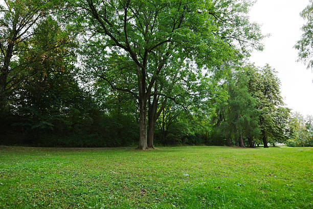 istock Green park  with large old decideous trees and shaded areas. 186682739