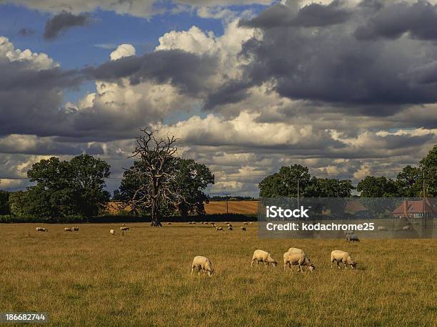 Foto de Zona Rural e mais fotos de stock de Agricultura - Agricultura, Ameaças, Animal